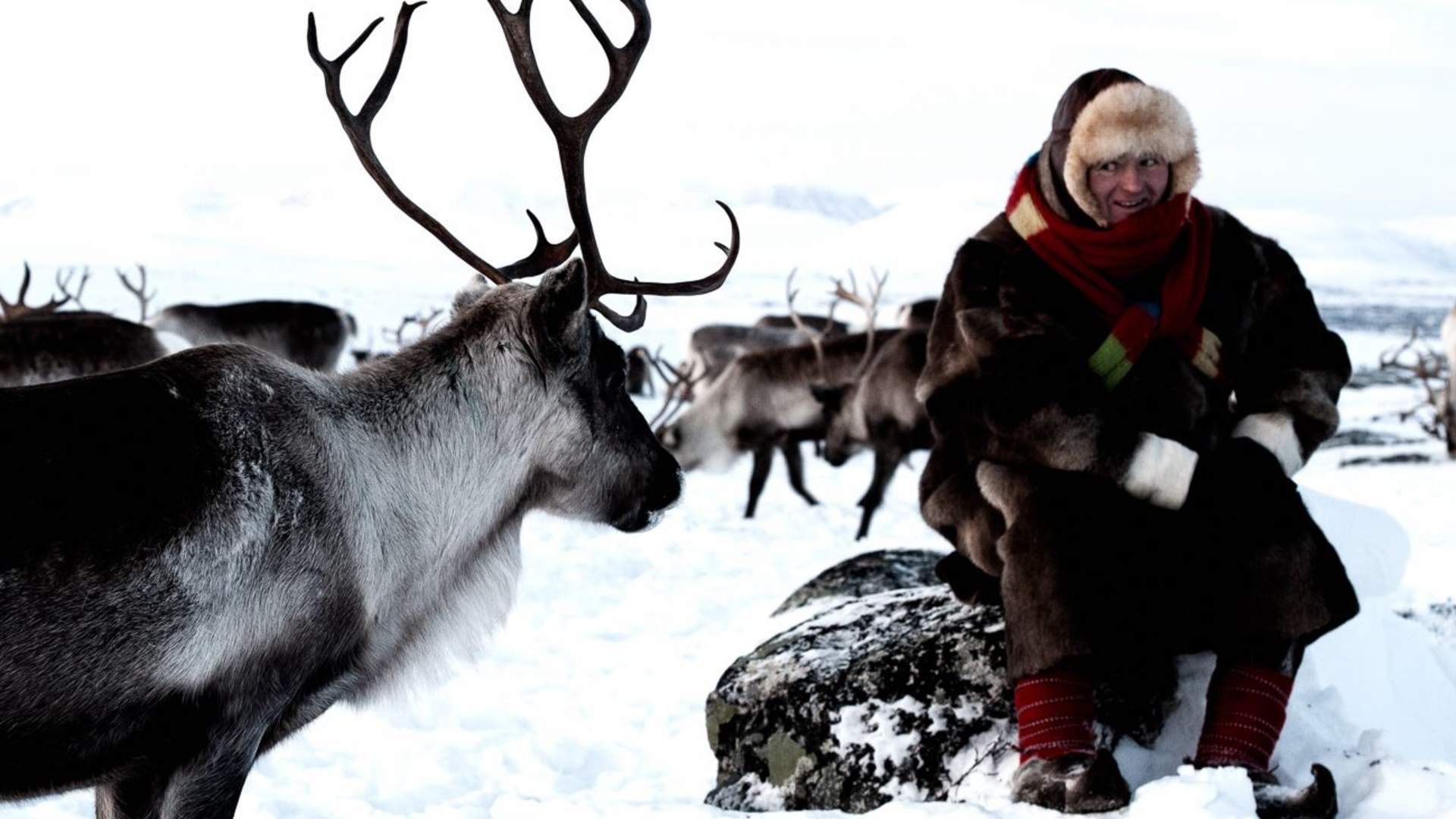 Reindeer herder experience