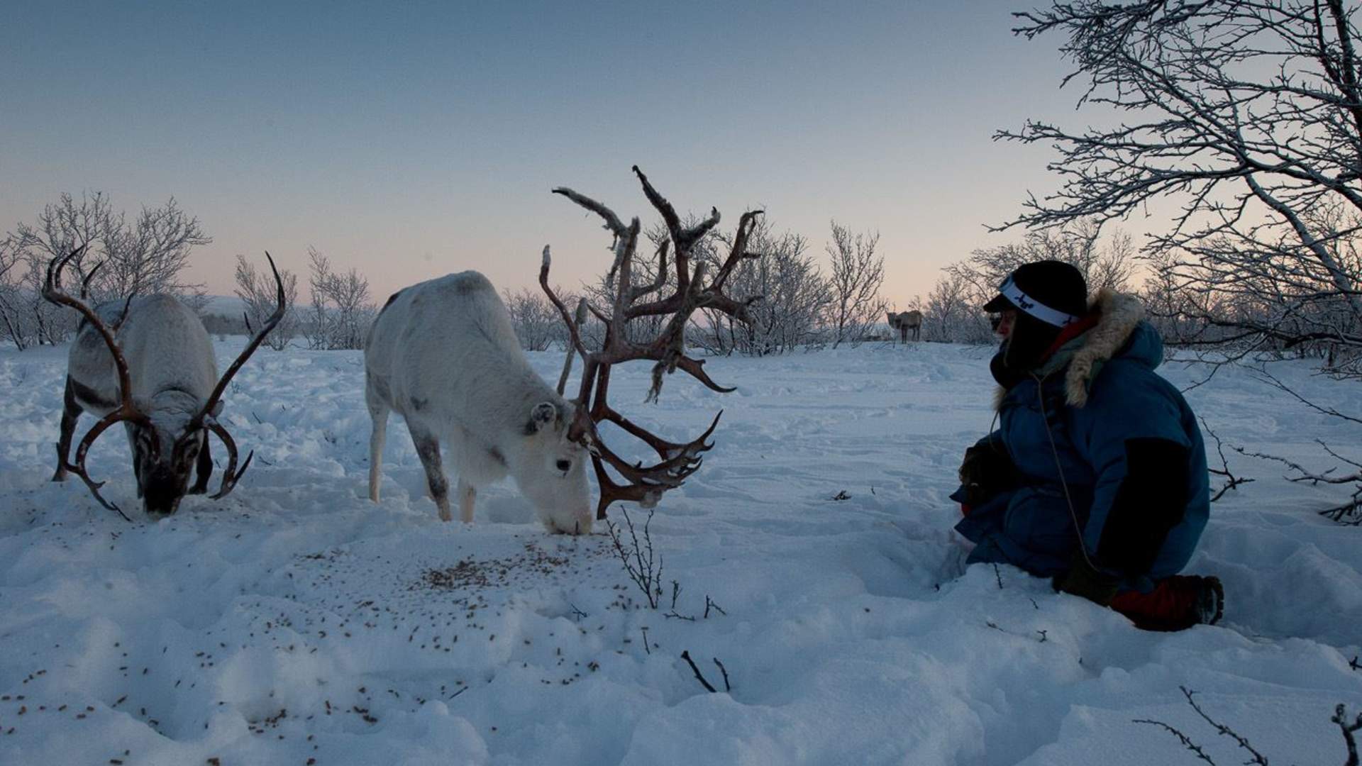 Reindeer herder experience