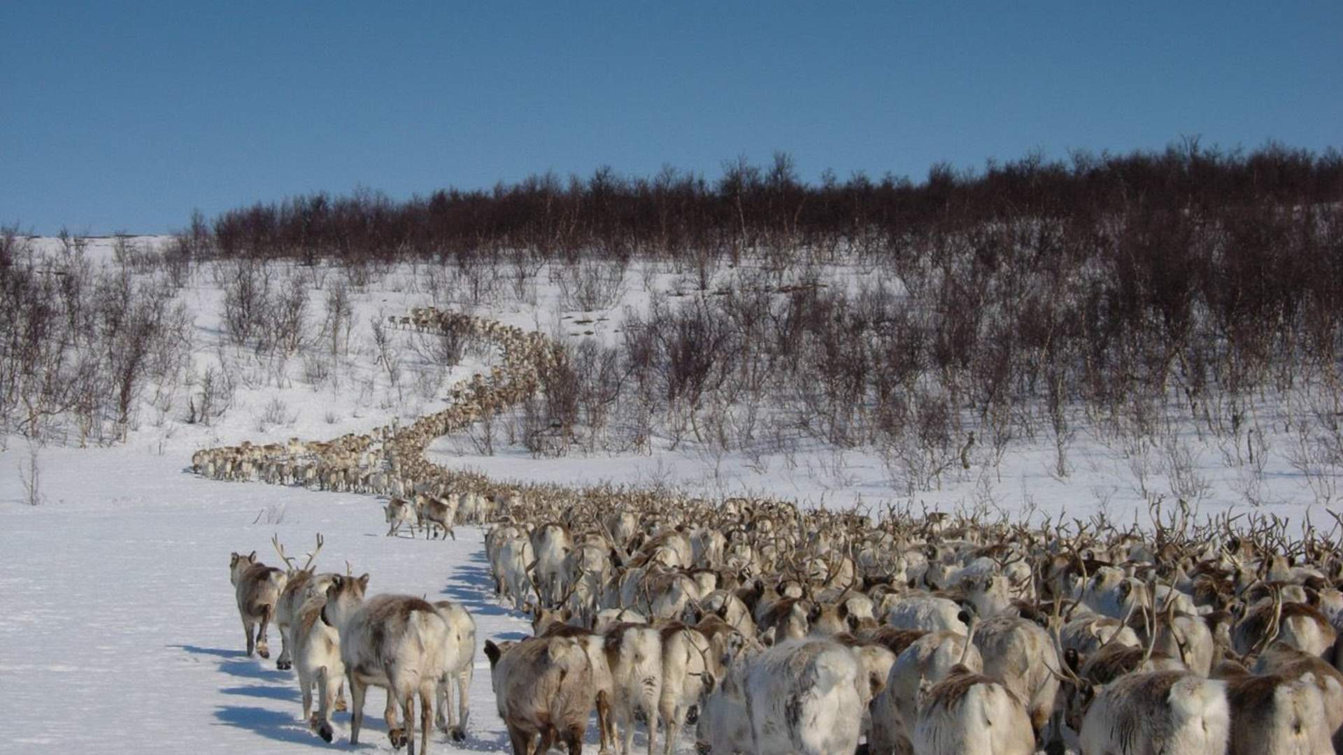 8 days - Sámi reindeer spring migration &#8211; Tour of a lifetime