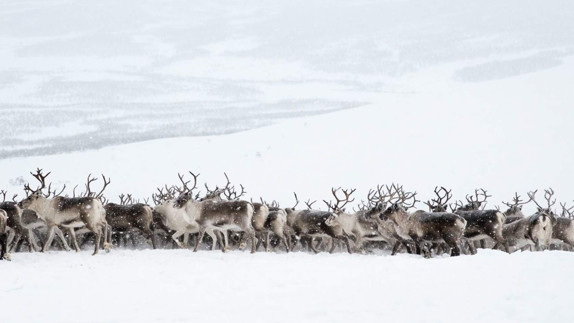 8 days - Sámi reindeer spring migration &#8211; Tour of a lifetime
