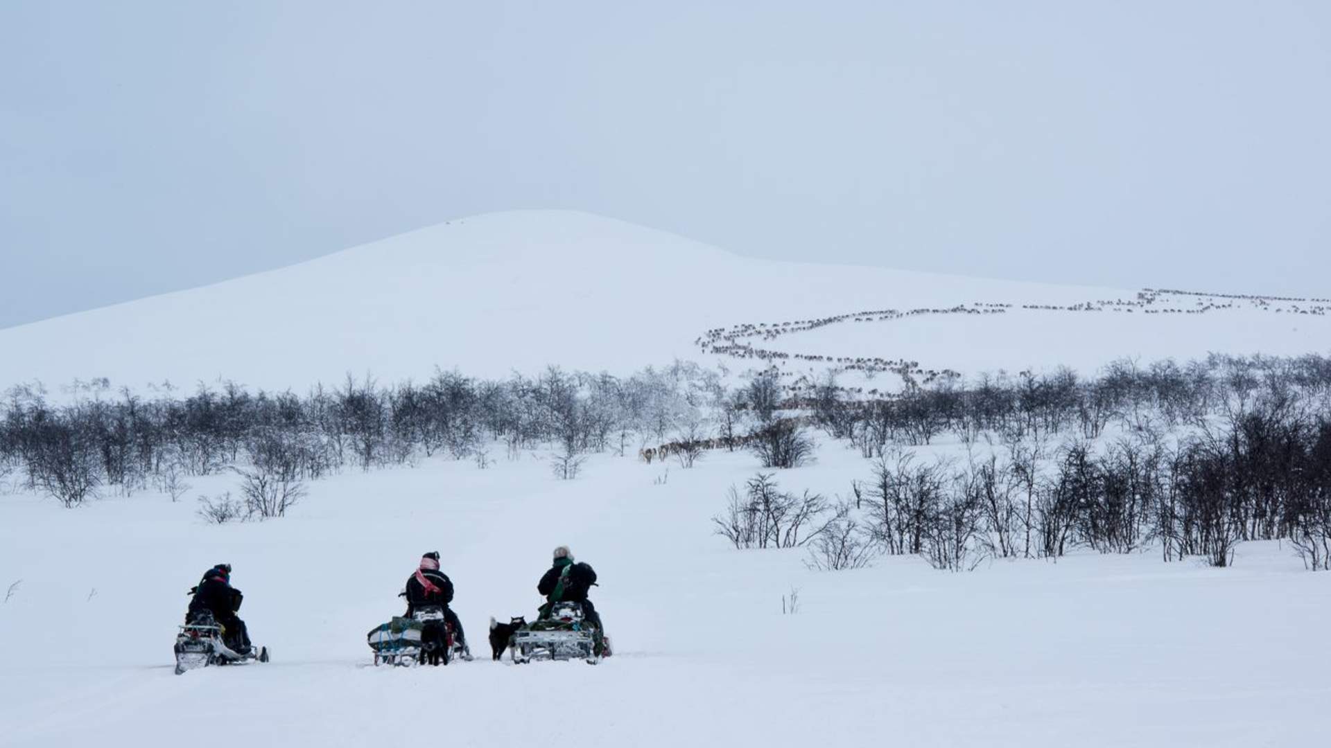 8 days - Sámi reindeer spring migration &#8211; Tour of a lifetime