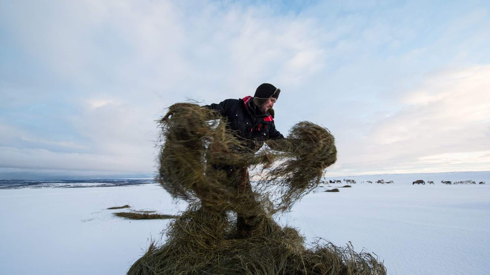 8 days - Sámi reindeer spring migration &#8211; Tour of a lifetime