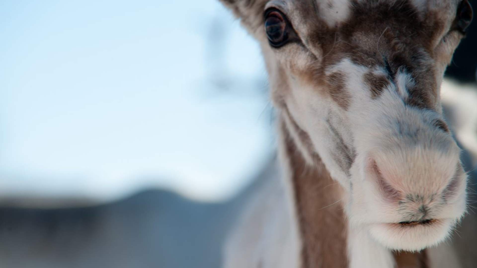 8 days - Sámi reindeer spring migration &#8211; Tour of a lifetime