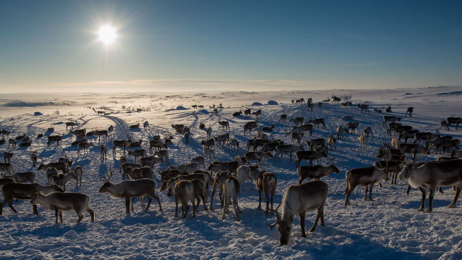 8 days - Sámi reindeer spring migration &#8211; Tour of a lifetime