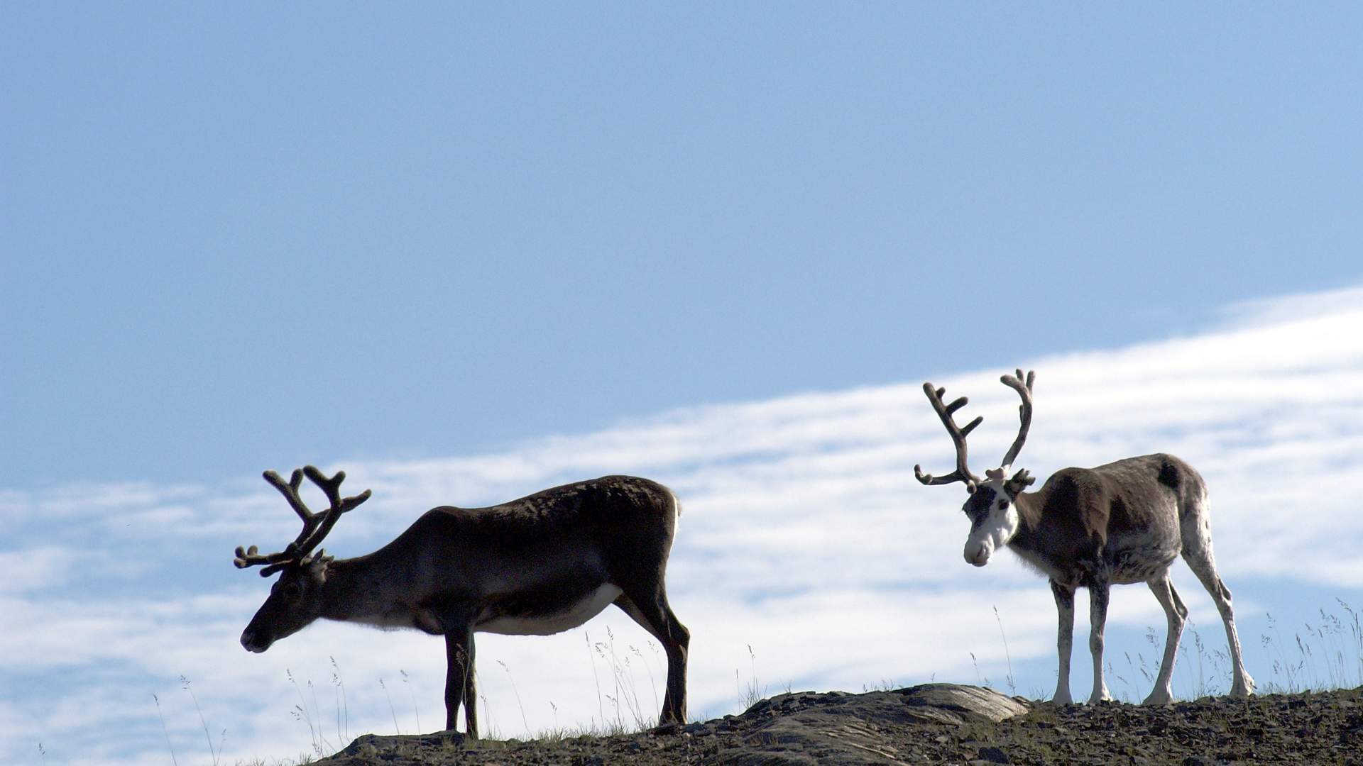 Exclusive taste of the Arctic