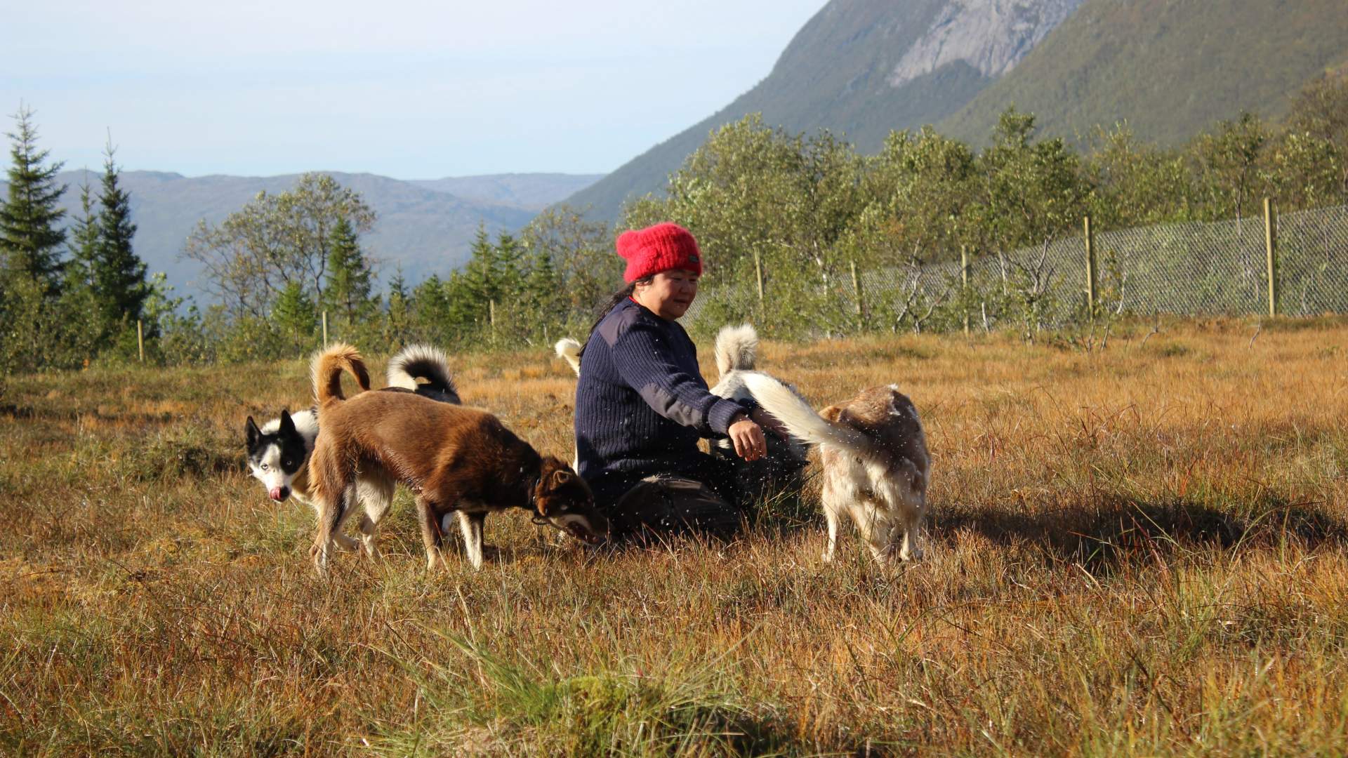 Active Husky Walk