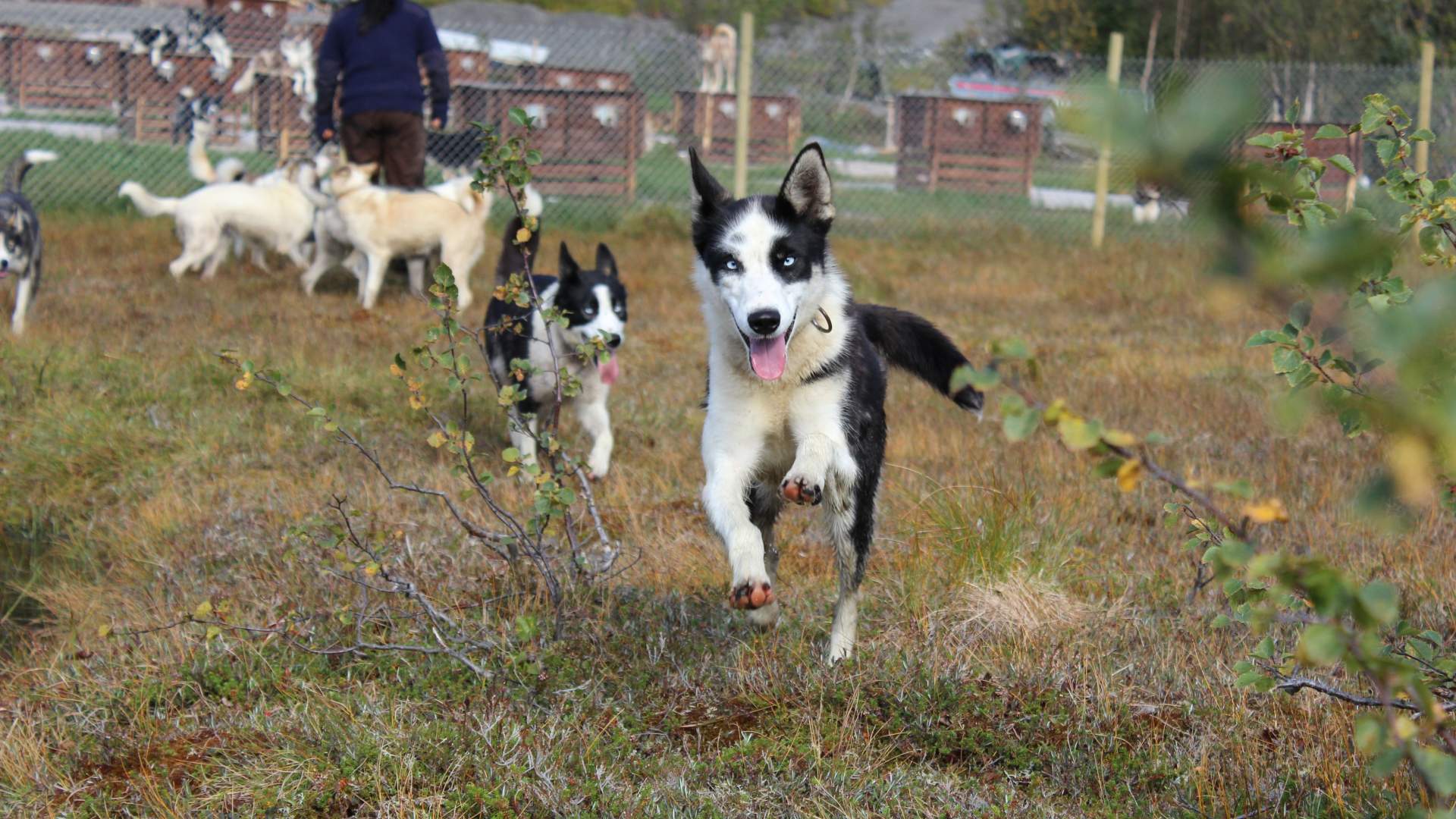 Active Husky Walk