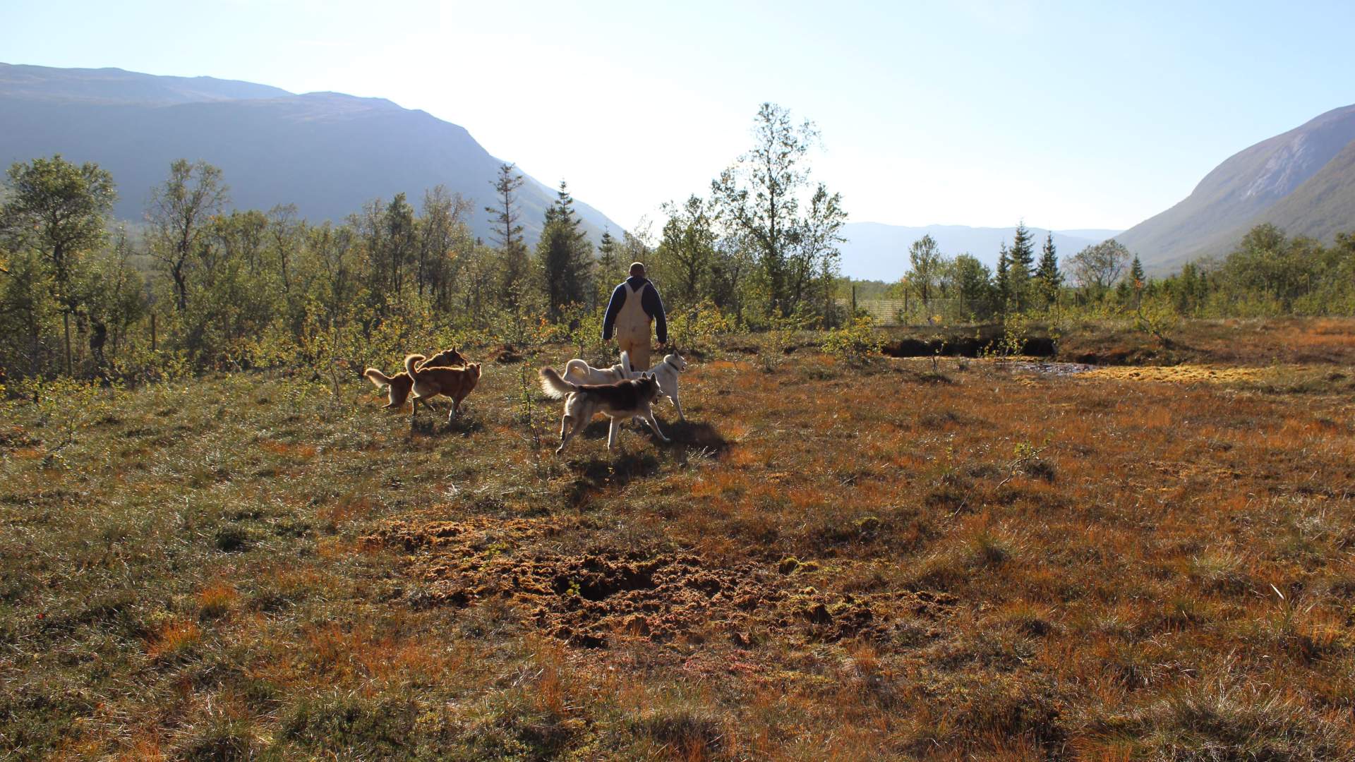 Active Husky Walk