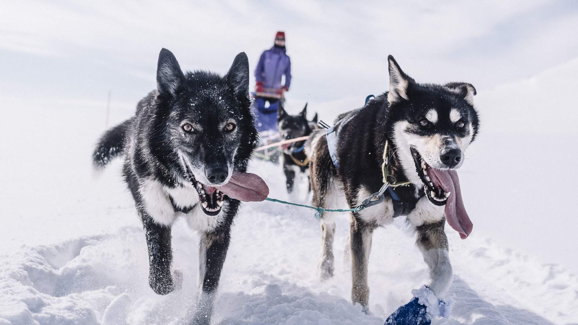 A taste of dog sledding -Trasti og Trine