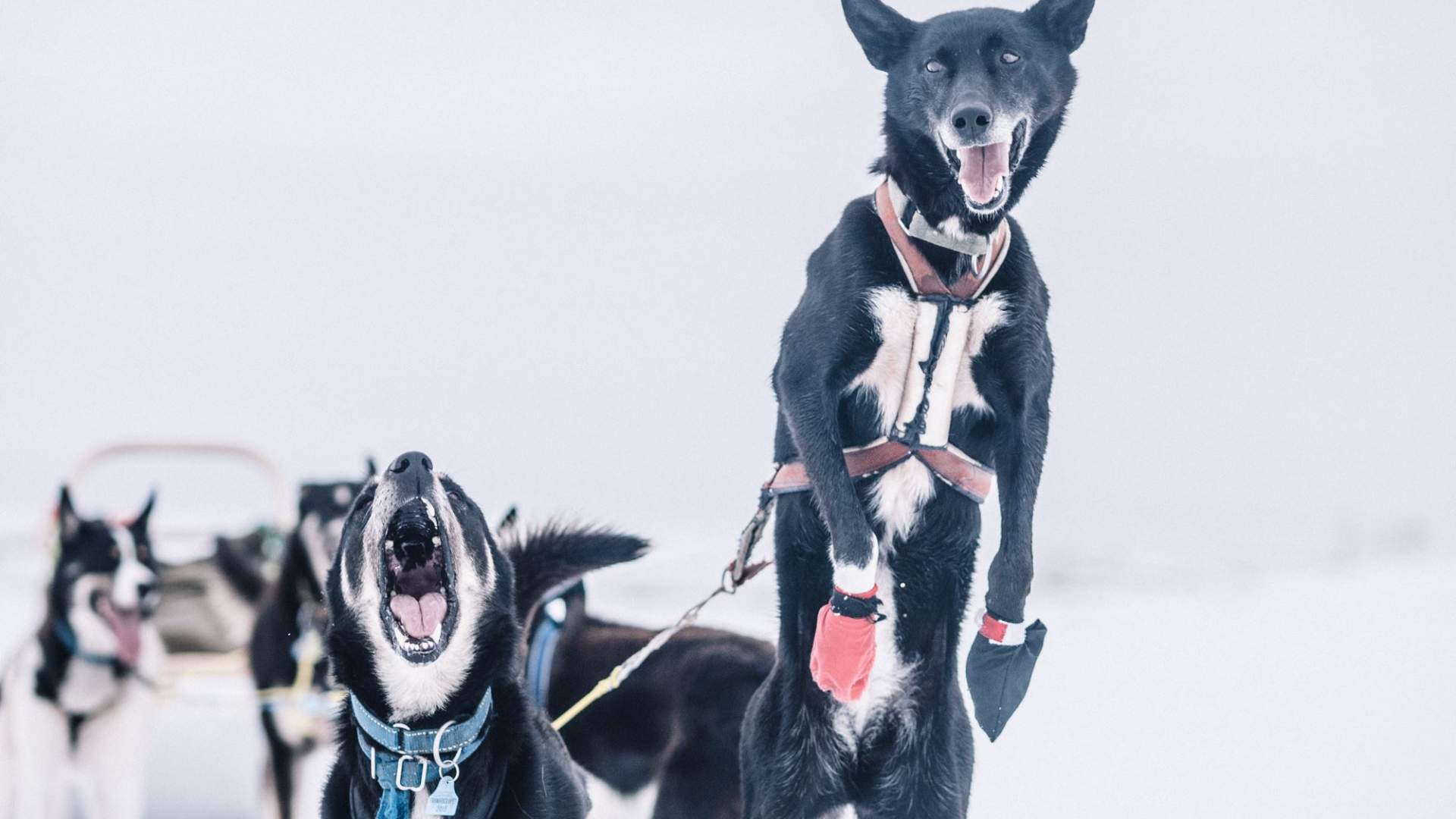 A taste of dog sledding -Trasti og Trine