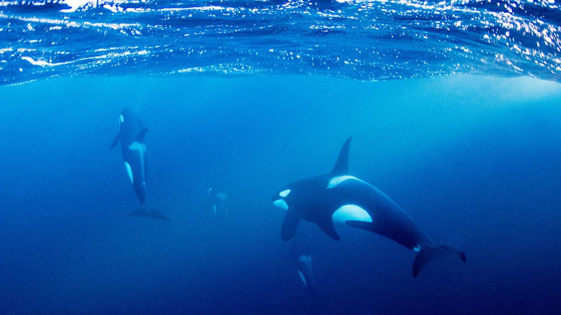 Snorkeling with the orcas from Skjervøy in Troms - Lofoten Opplevelser