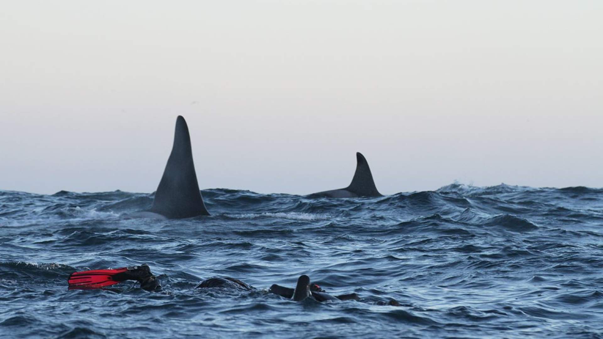 Snorkeling with the orcas from Skjervøy in Troms - Lofoten Opplevelser