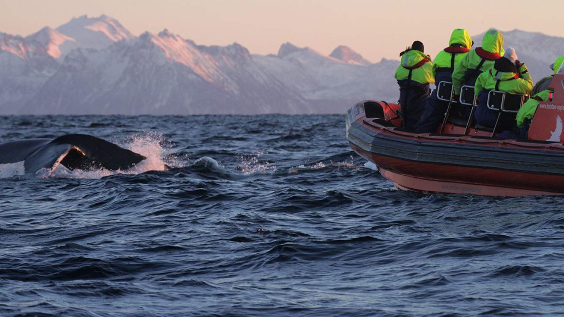 Orca Safari from Skjervøy in Troms- Lofoten Opplevelser