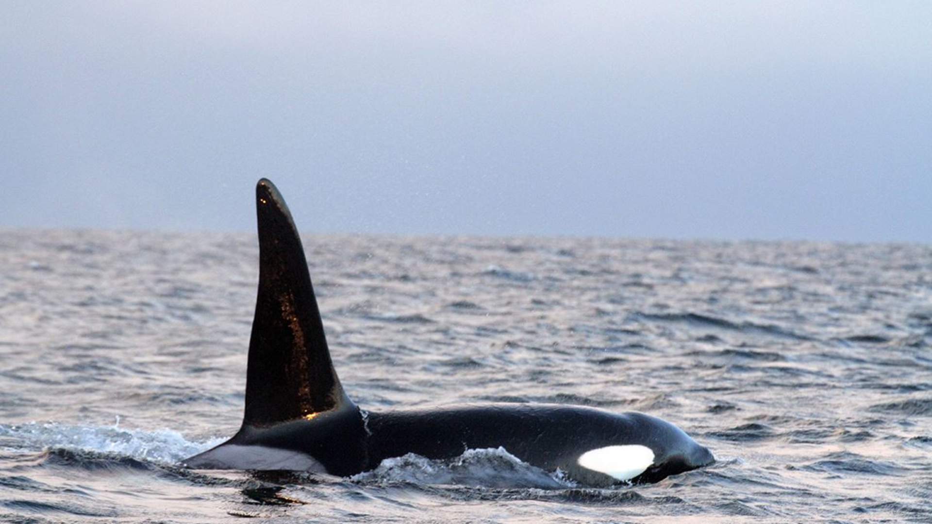 Orca Safari from Skjervøy in Troms- Lofoten Opplevelser
