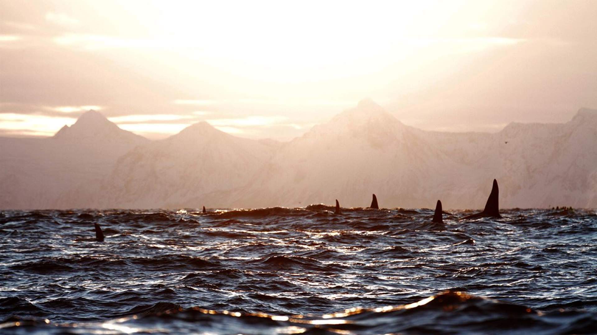 Orca Safari from Skjervøy in Troms- Lofoten Opplevelser