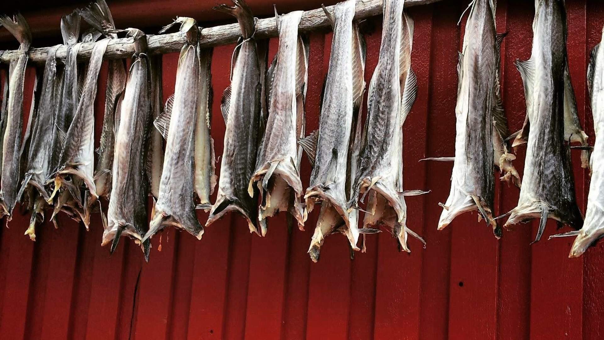 Hemmingodden Lofoten Fishing Lodge