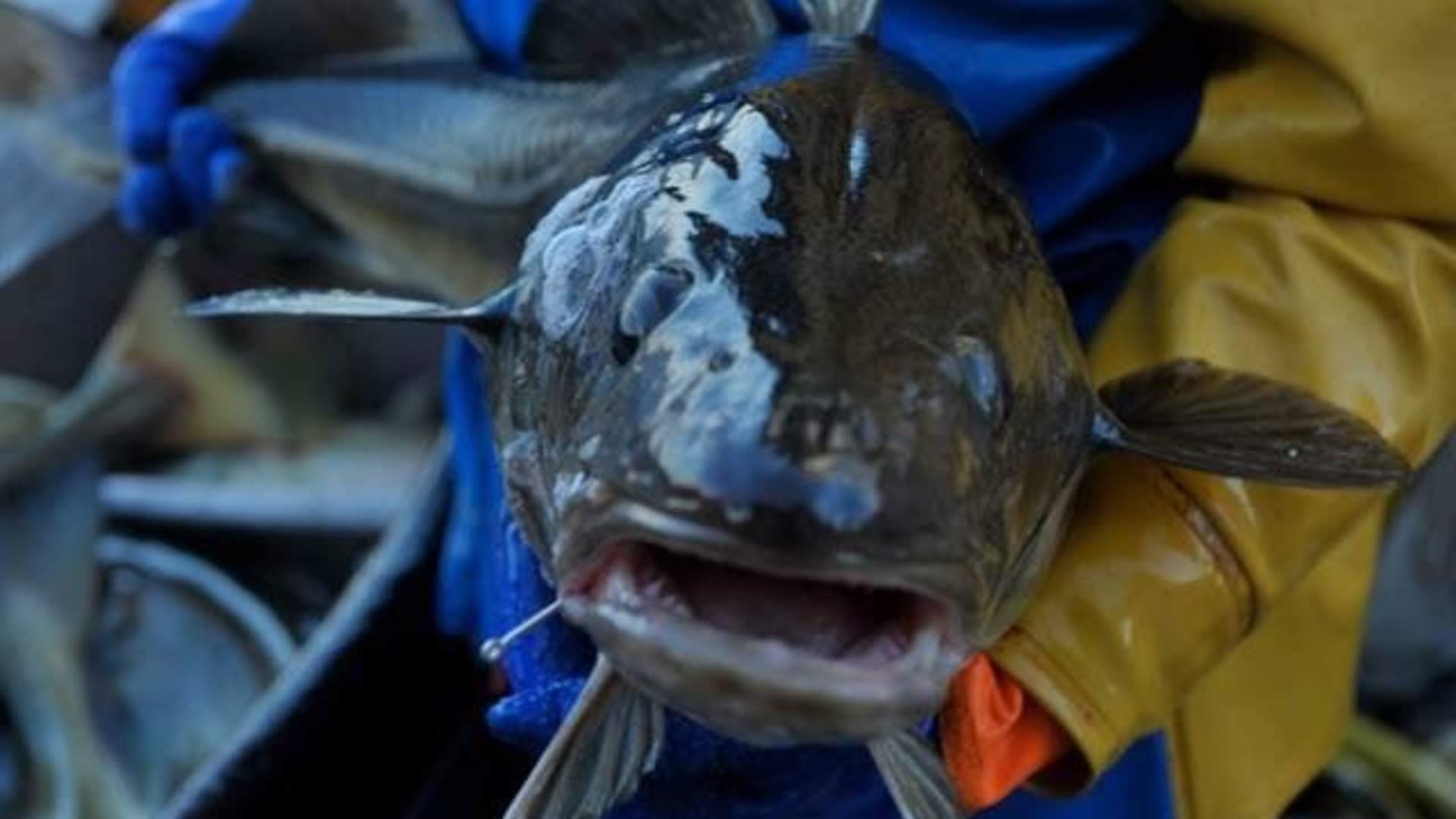 Hemmingodden Lofoten Fishing Lodge
