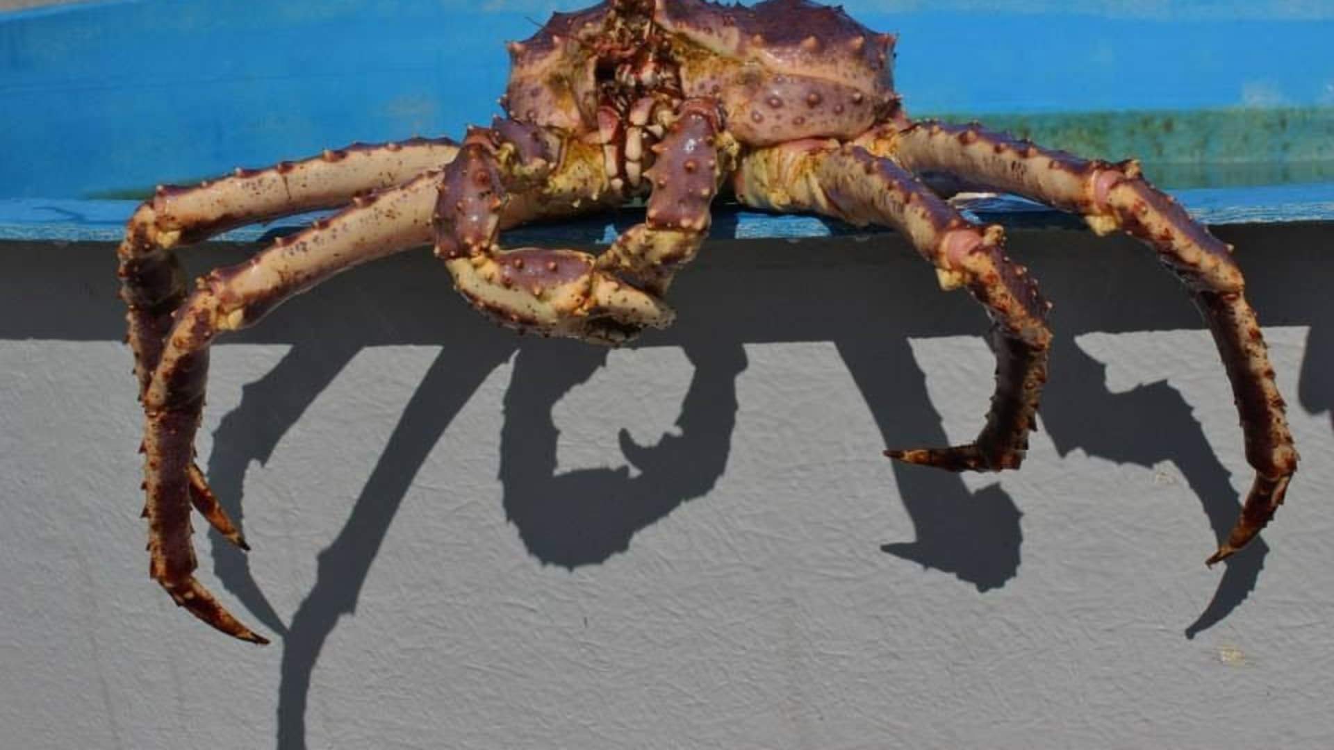 King crab & wildlife safari