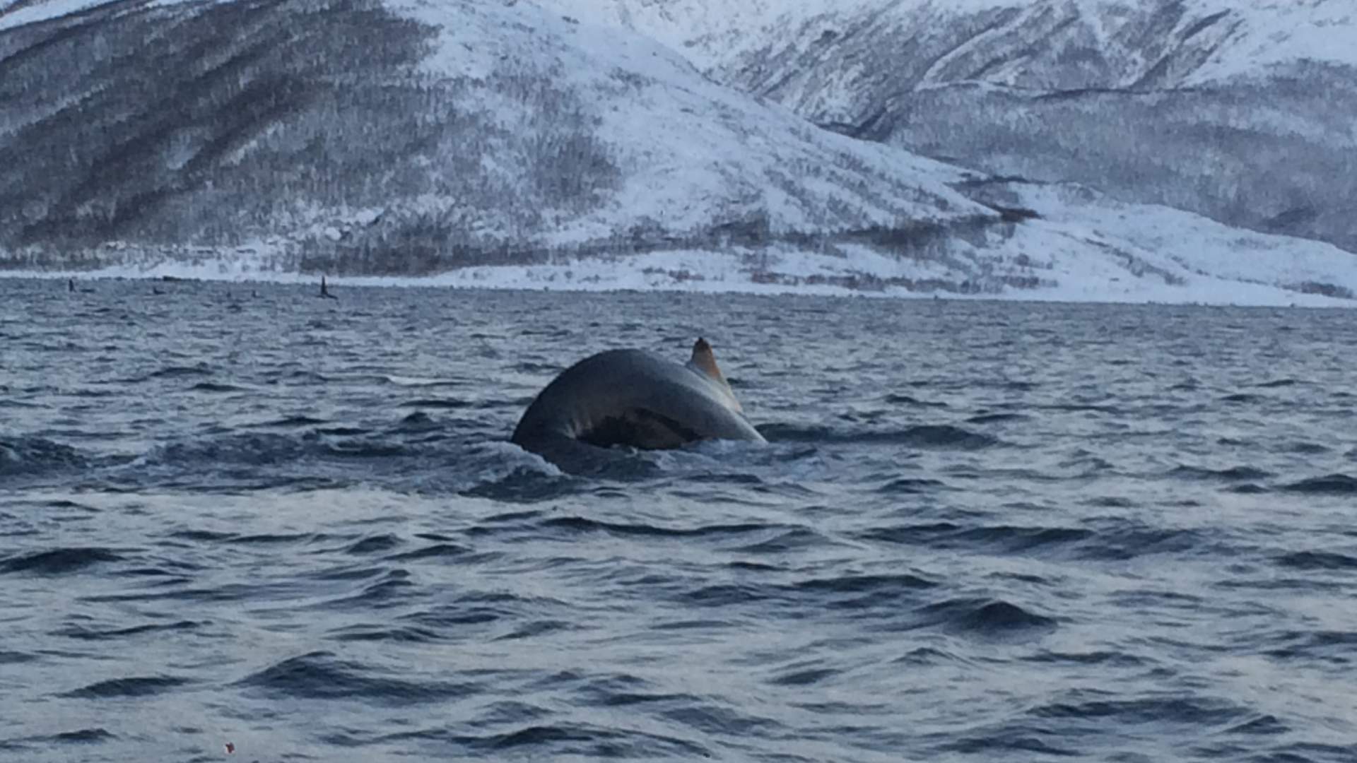 Whale and nature safari winter