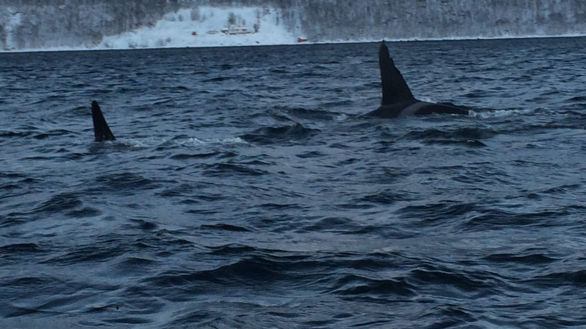 Whale and nature safari winter