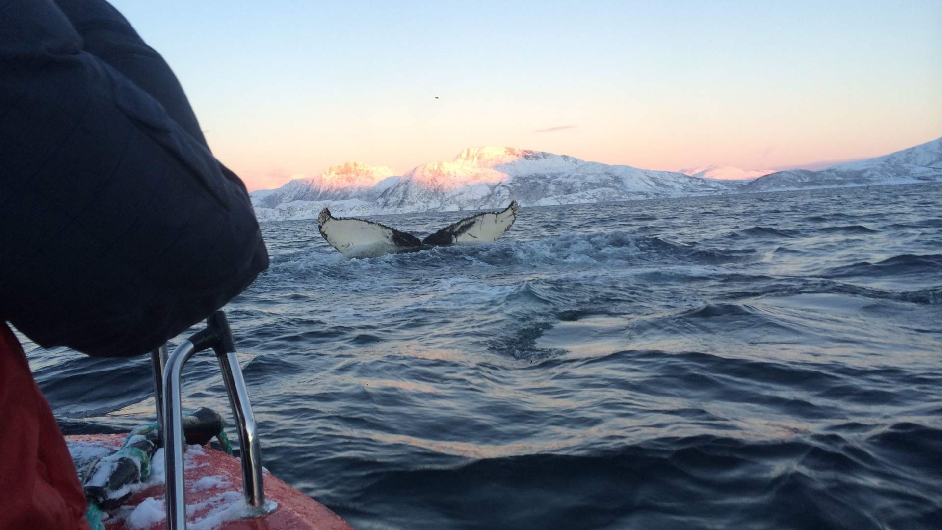 Whale and nature safari winter