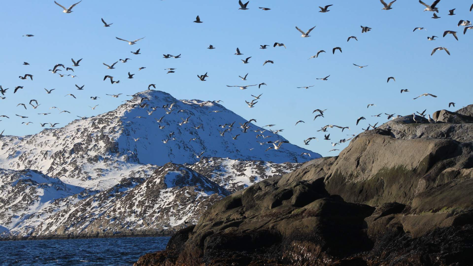 Whale and nature safari winter