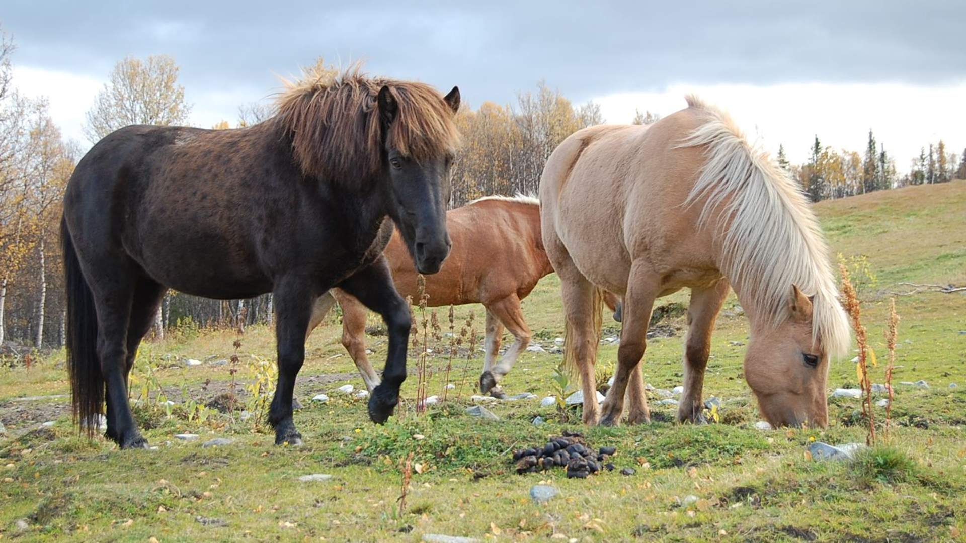 Øien Øvre Horse activities
