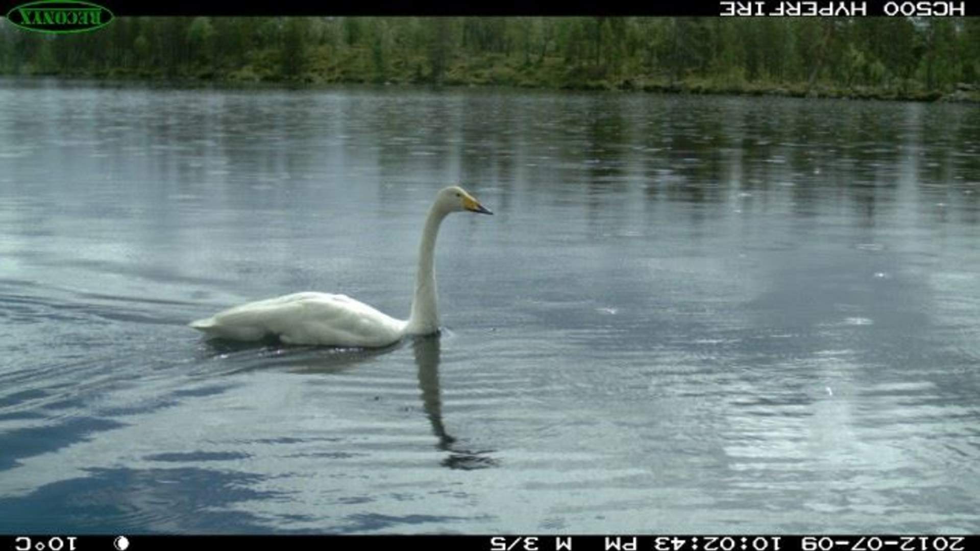 Øvre Pasvik nasjonalpark