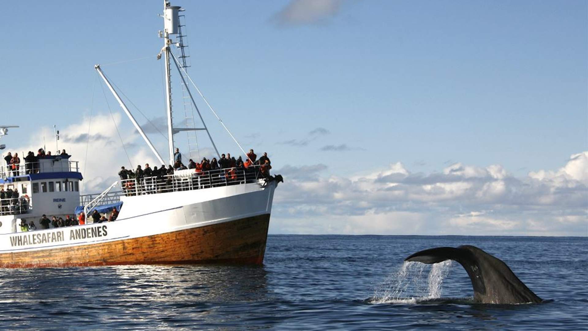 Walsafari von Andenes (Sommer - Grosses Boot)