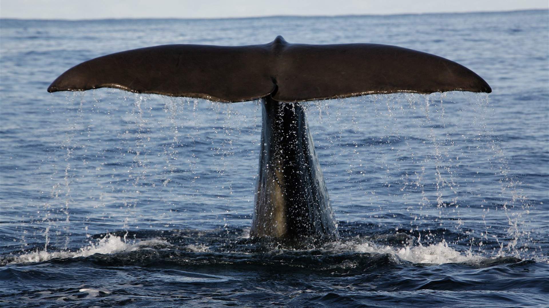 Walsafari von Andenes (Sommer - Grosses Boot)