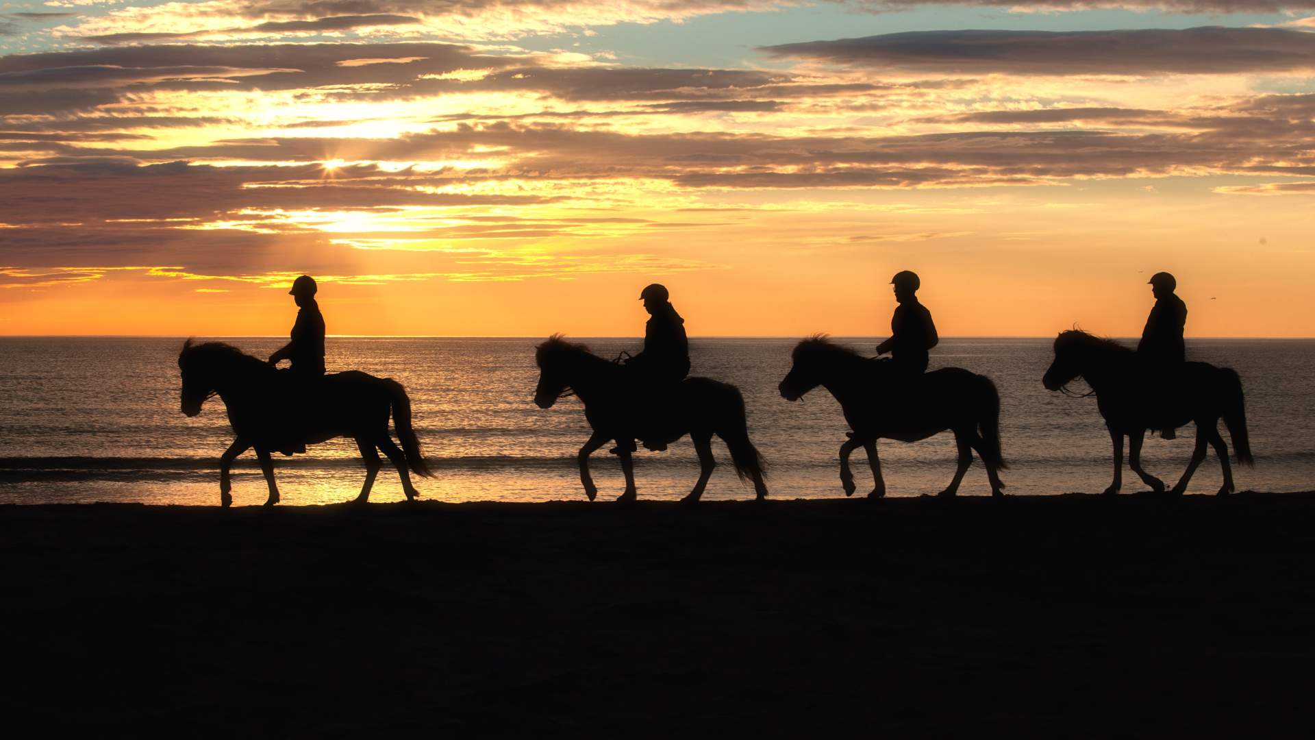 Half Day Tour (4 hours) - Horsebackriding on Icelandic Horses in Lofoten (copy)