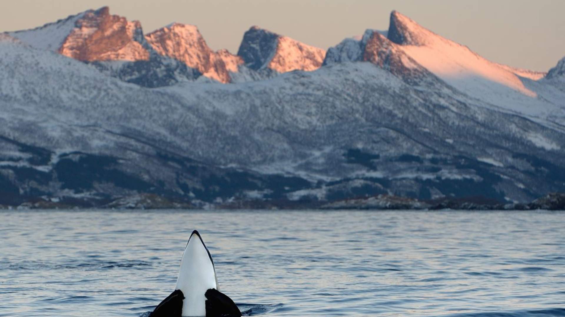 Hamn i Senja
