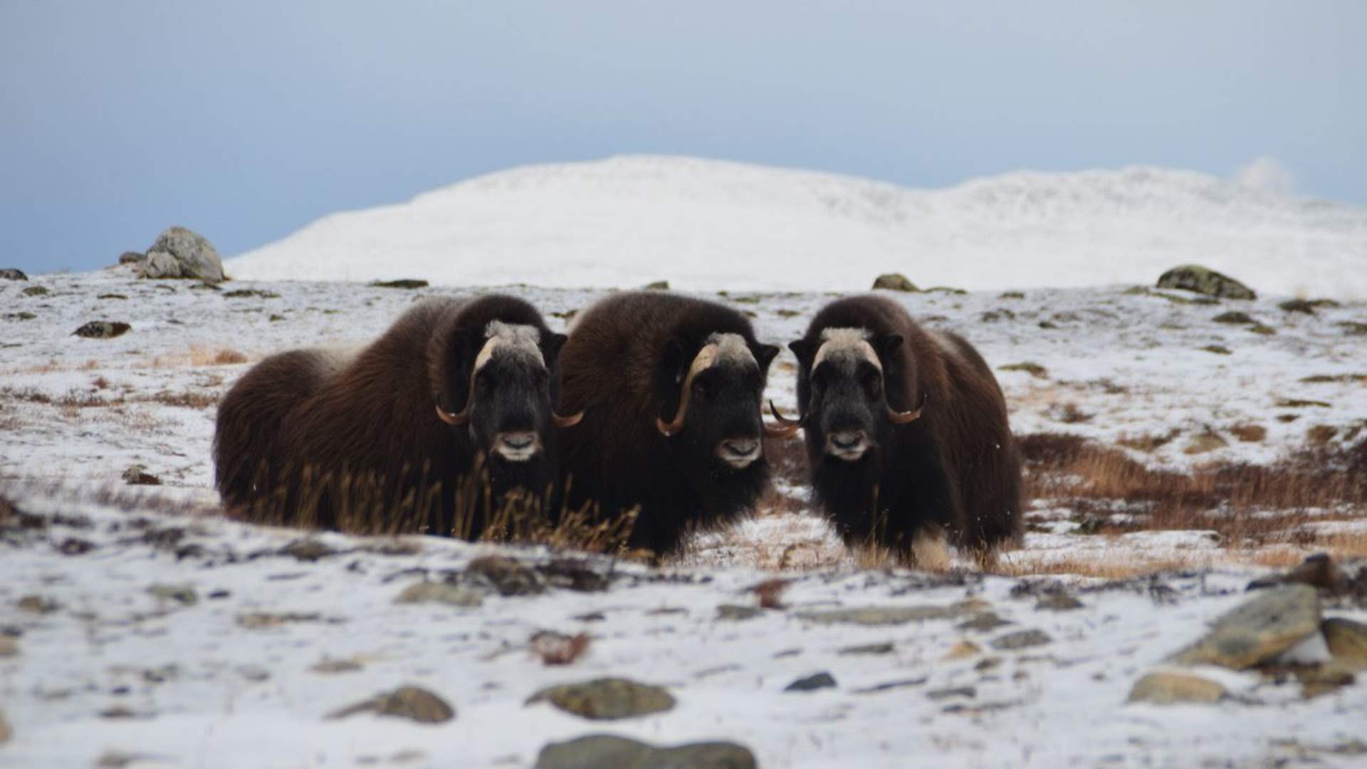 Moskus på Dovrefjell 
