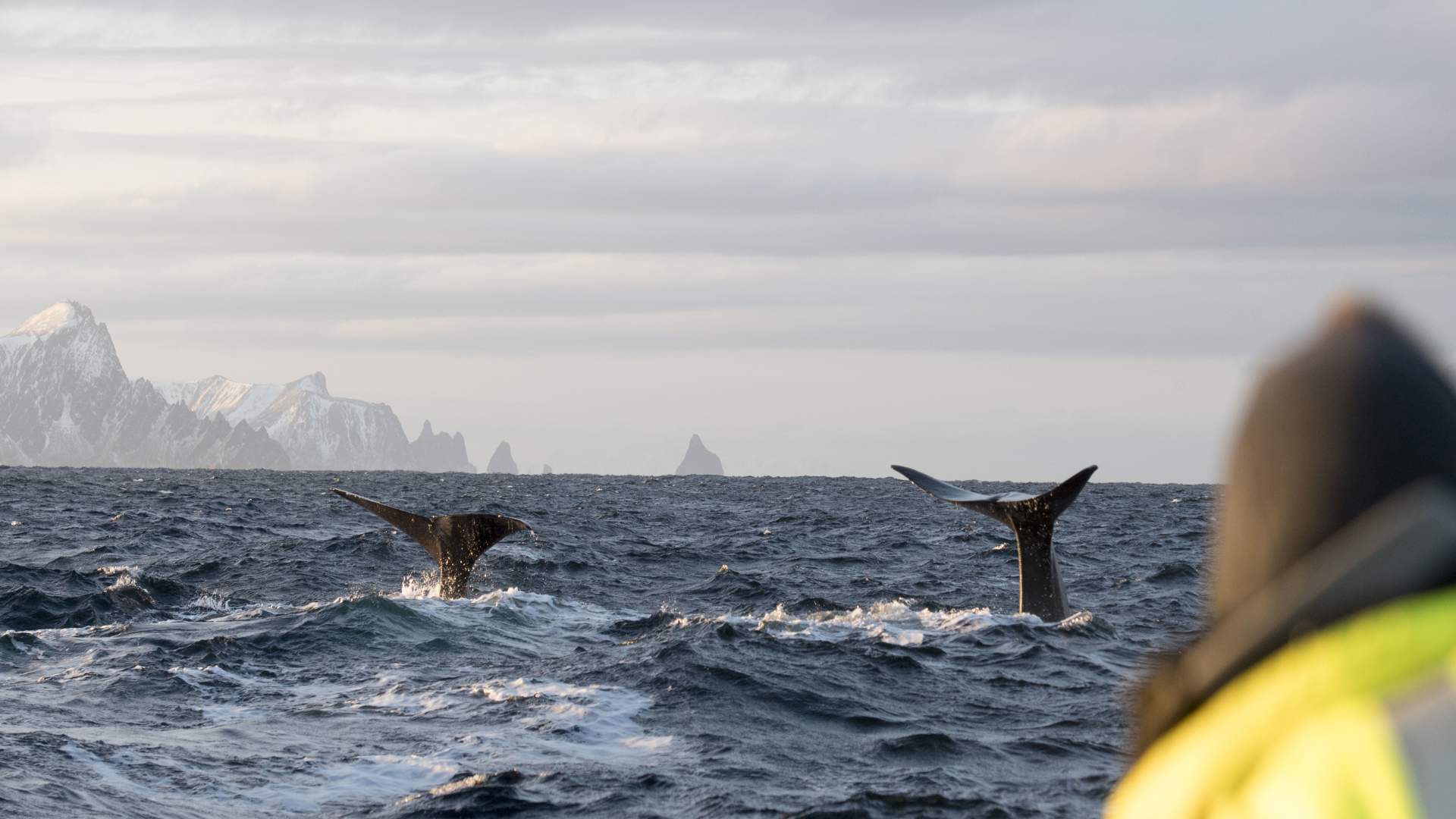 Whale watching with RIB at Andenes - Whale2Sea