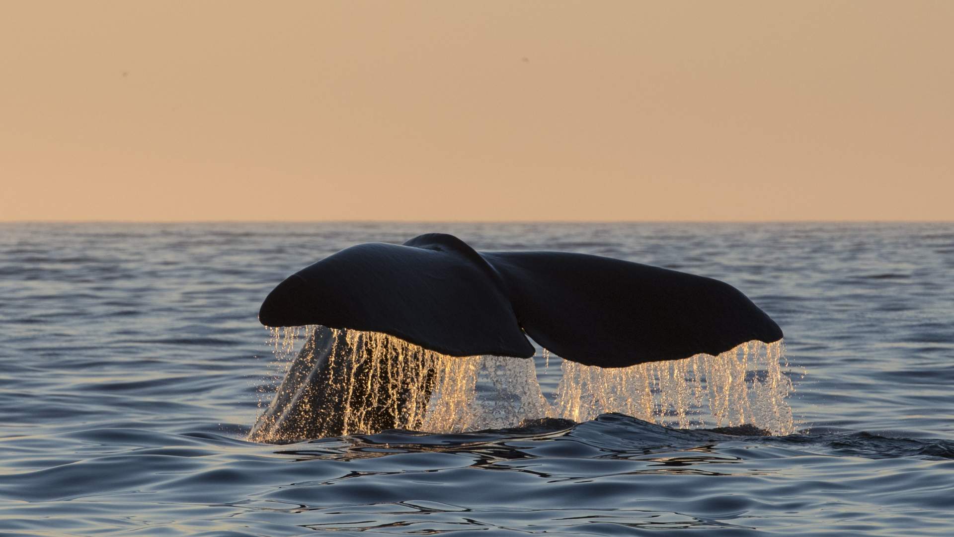 Whale watching with RIB at Andenes - Whale2Sea