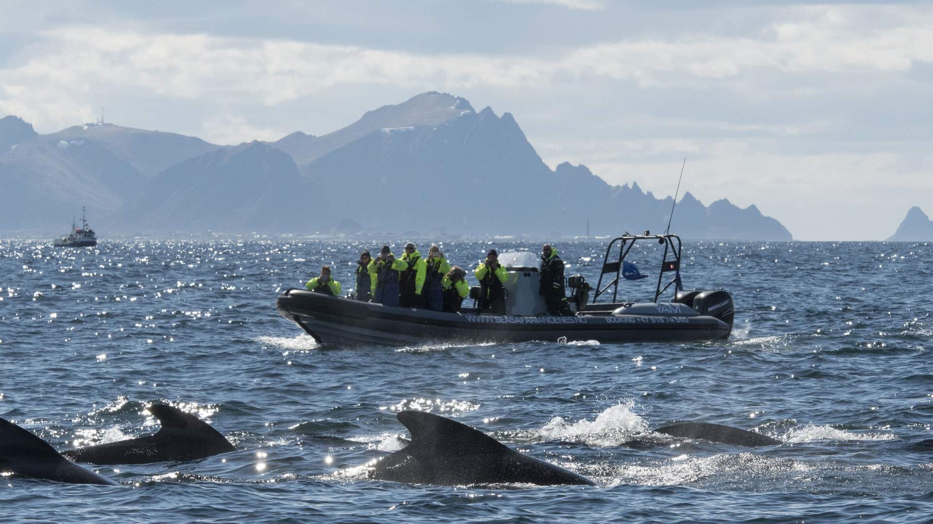 Whale watching with RIB at Andenes - Whale2Sea