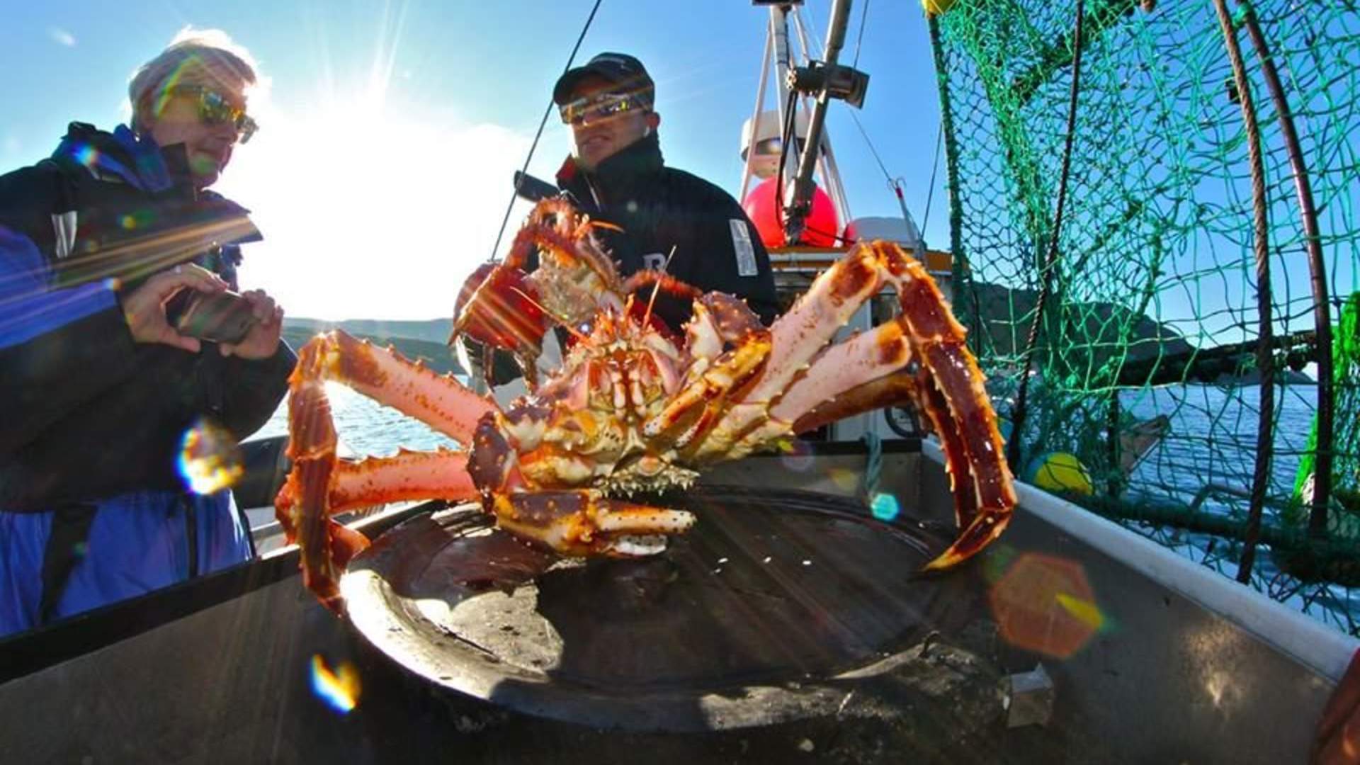 King crab & wildlife safari