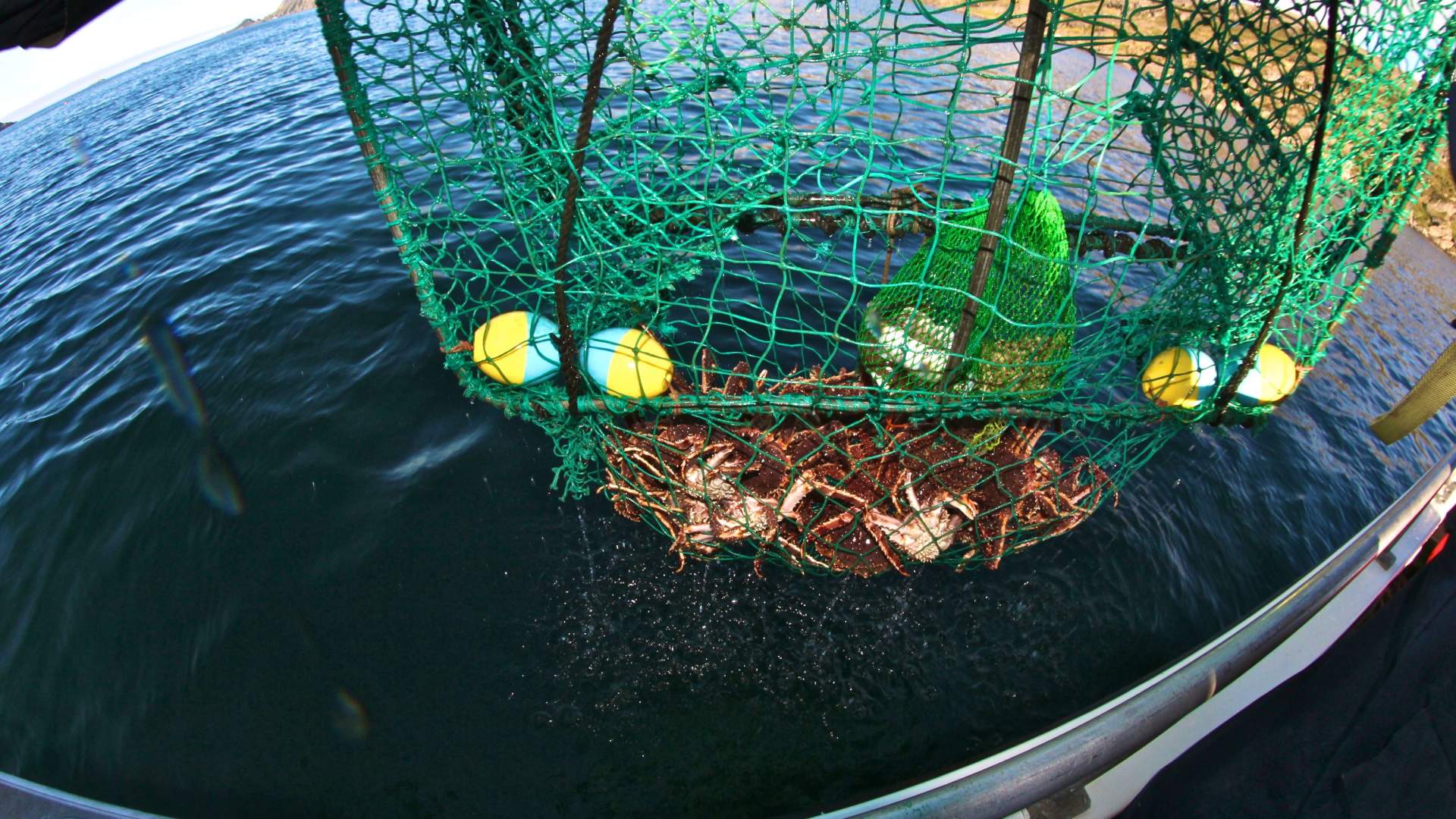King crab & wildlife safari