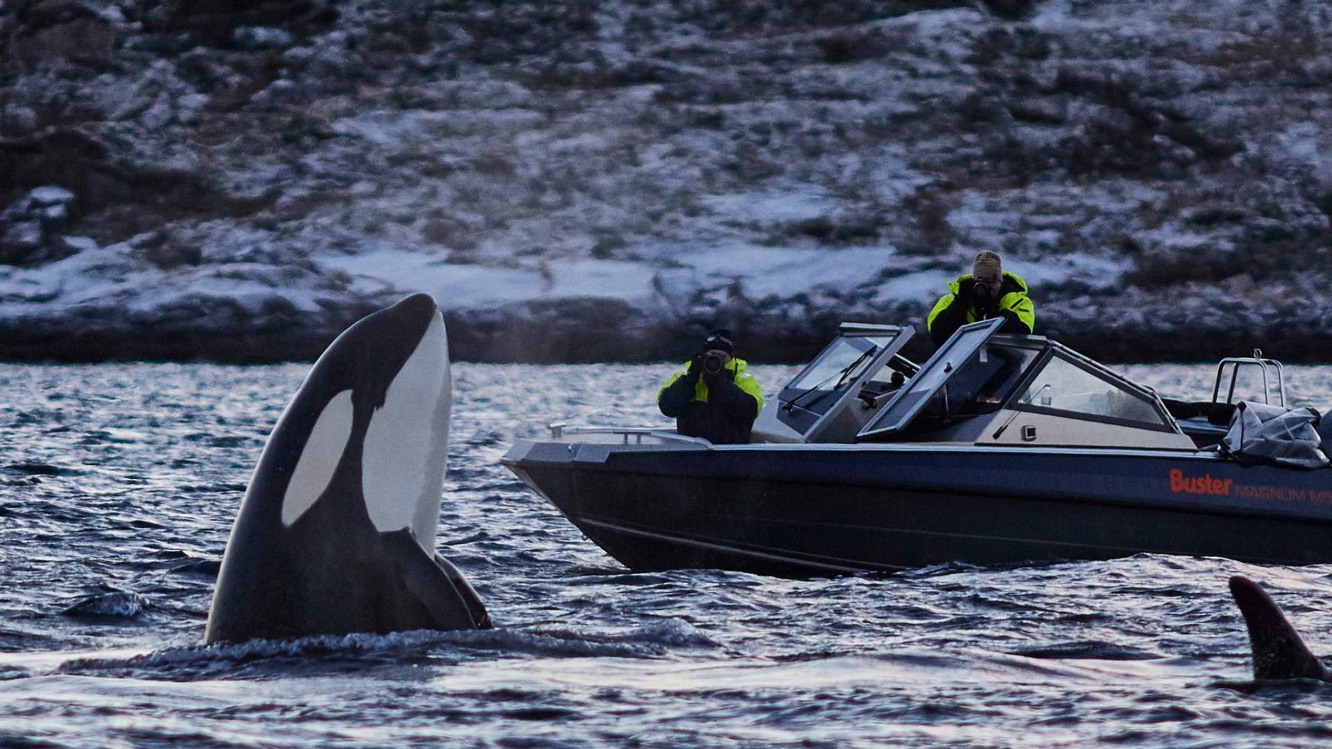 Hvalsafari i vidunderlige Skjervøy