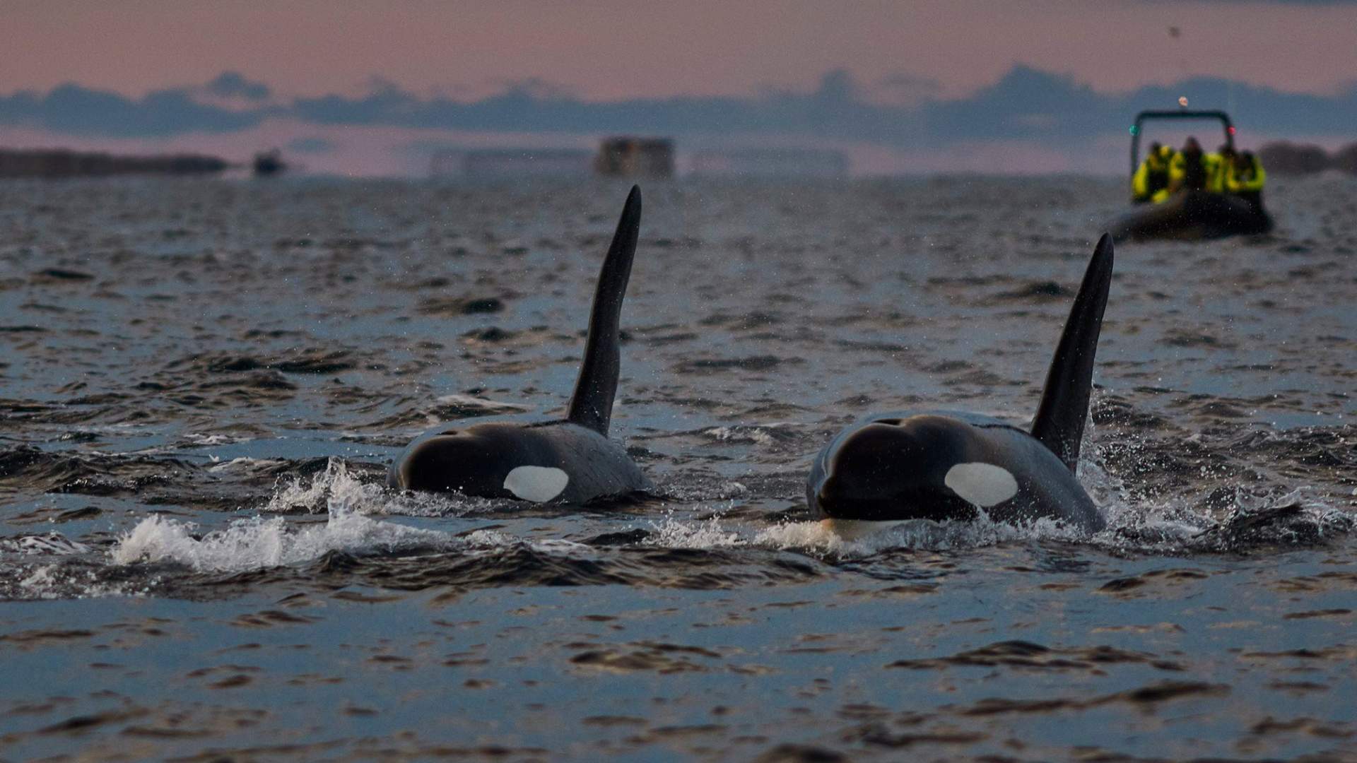 Hvalsafari i vidunderlige Skjervøy