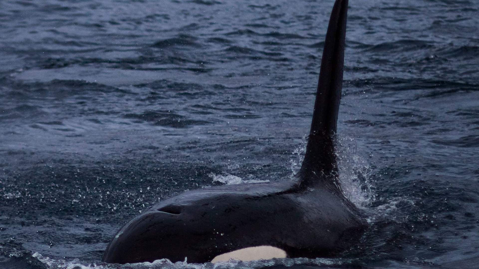 Hvalsafari i vidunderlige Skjervøy