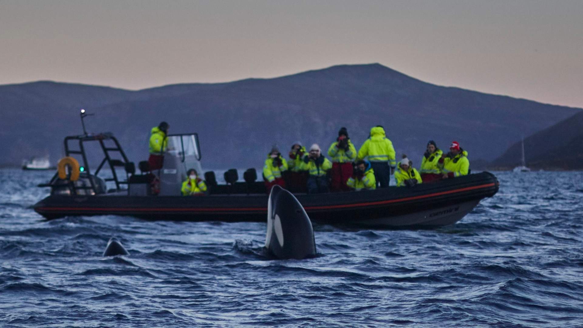Hvalsafari i vidunderlige Skjervøy