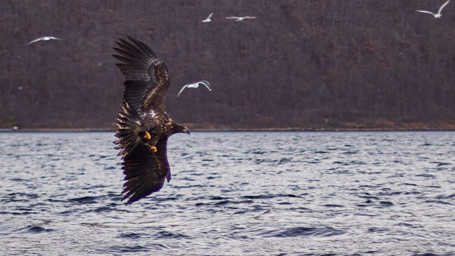 Hvalsafari i vidunderlige Skjervøy