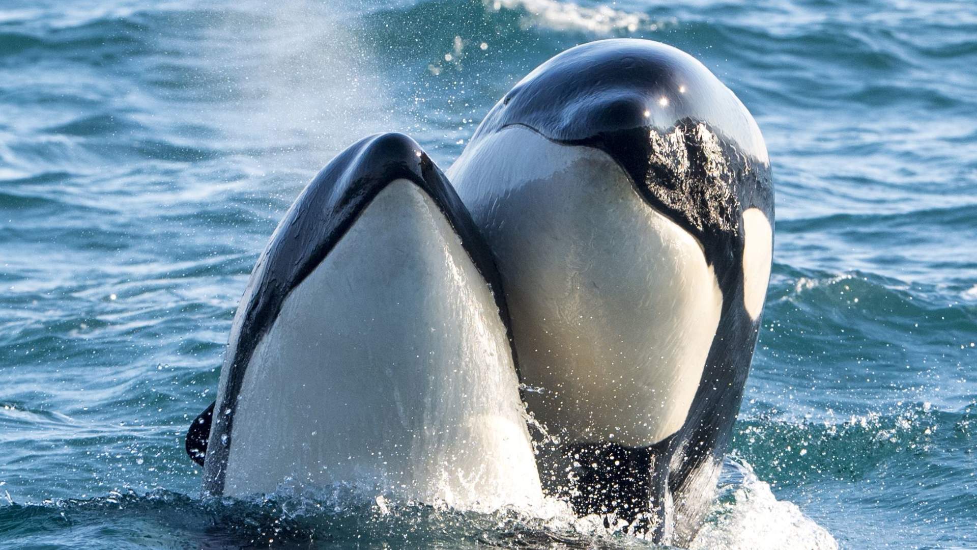 Whale watching with RIB at Andenes - Whale2Sea