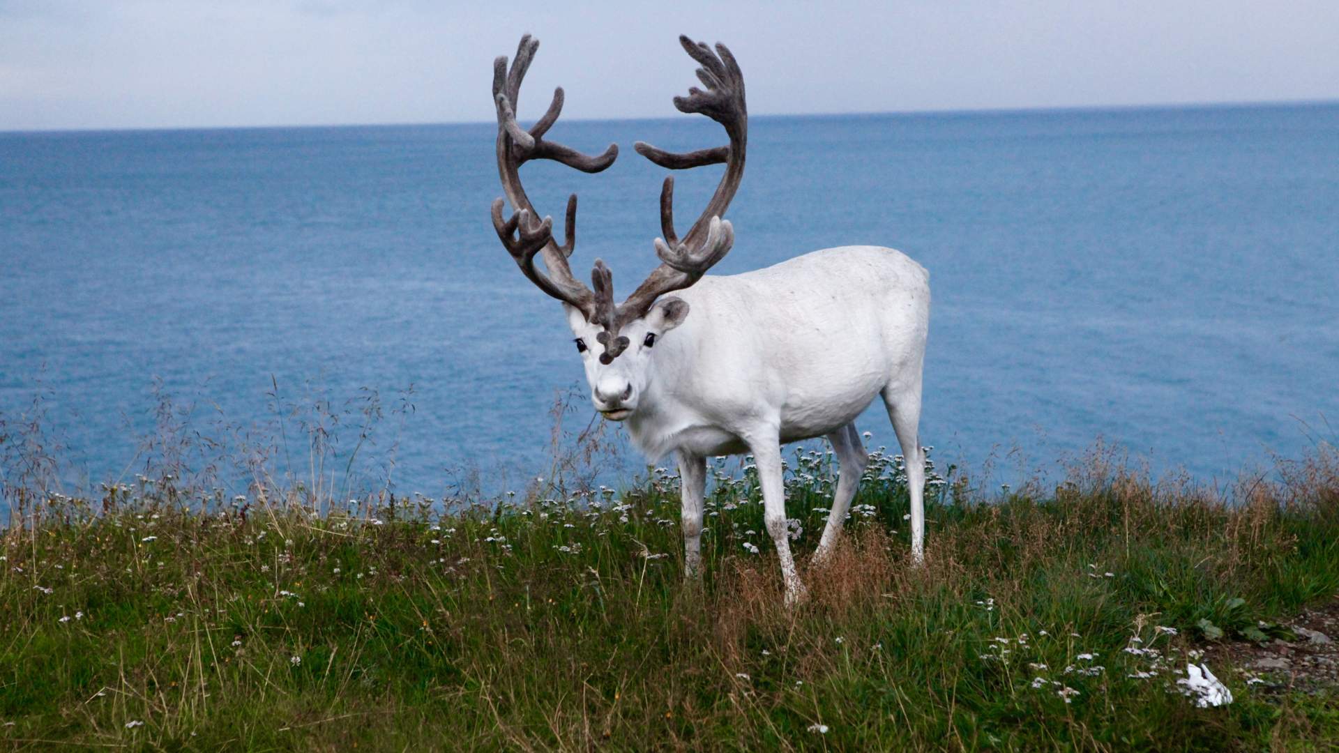 North Cape Sightseeing