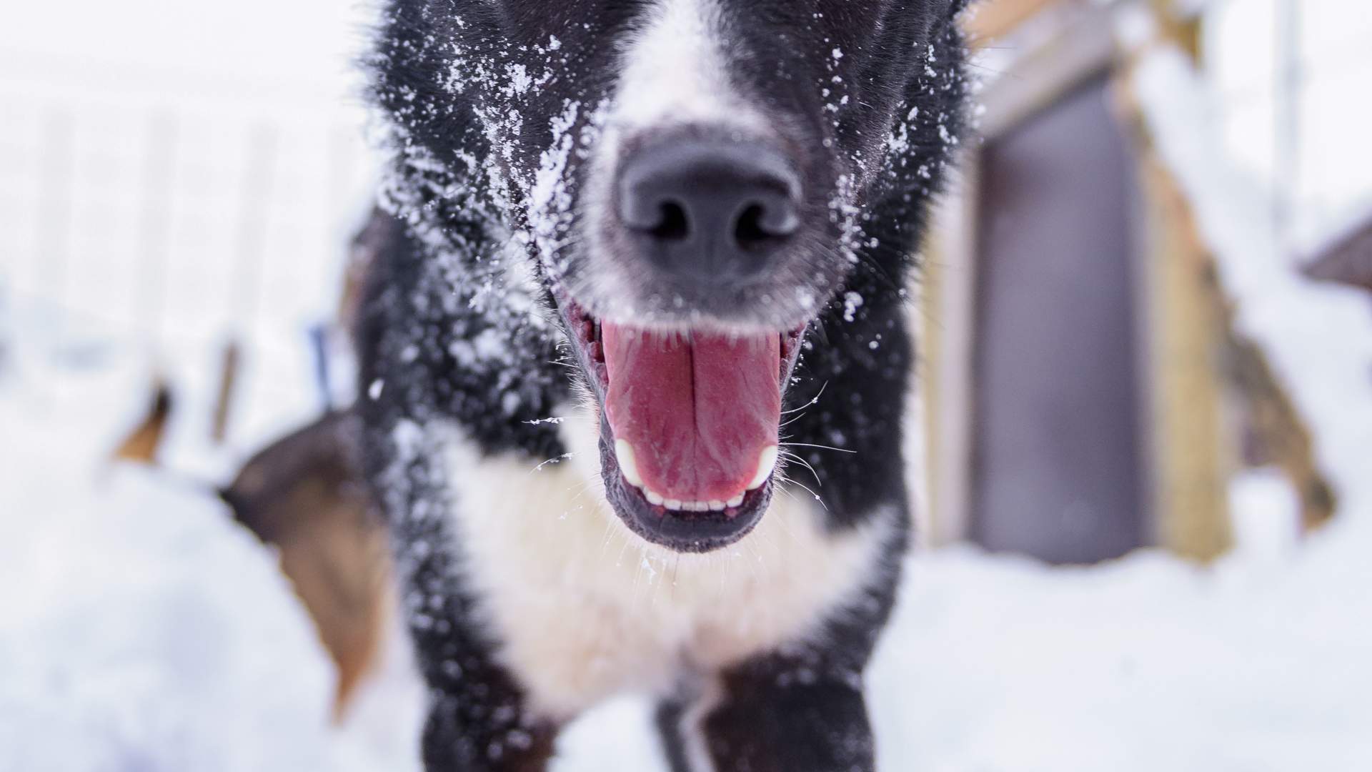 Husky
