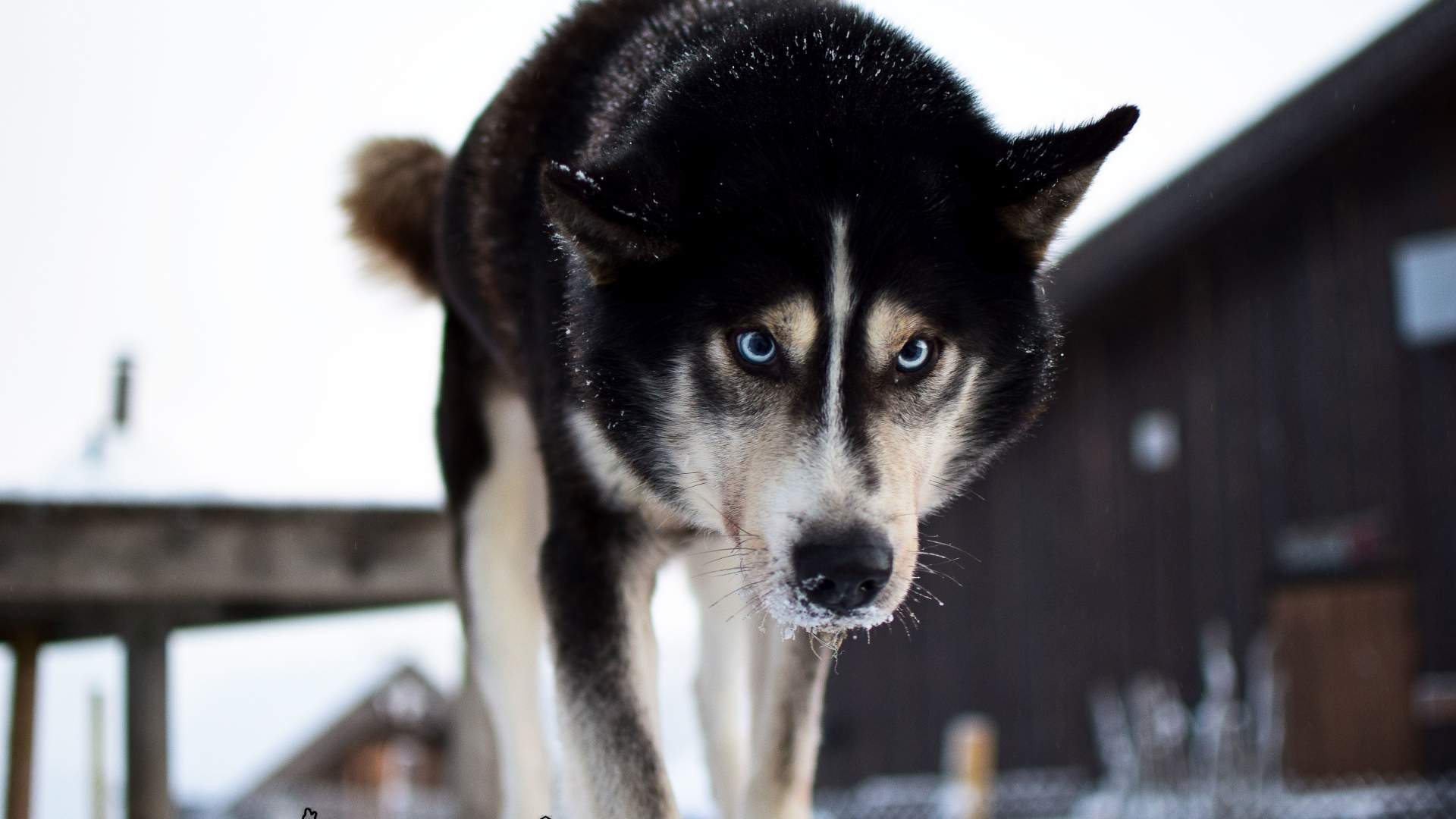 Husky