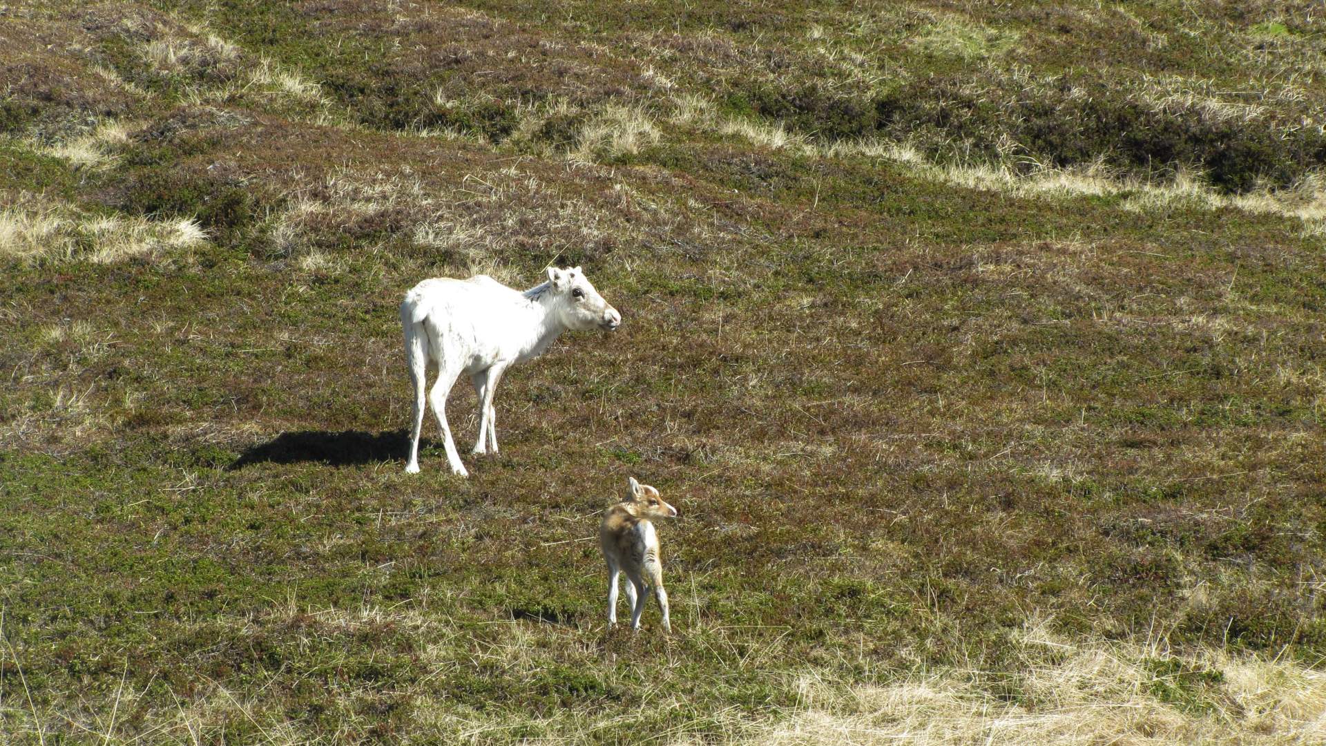 Adventure to the North Cape
