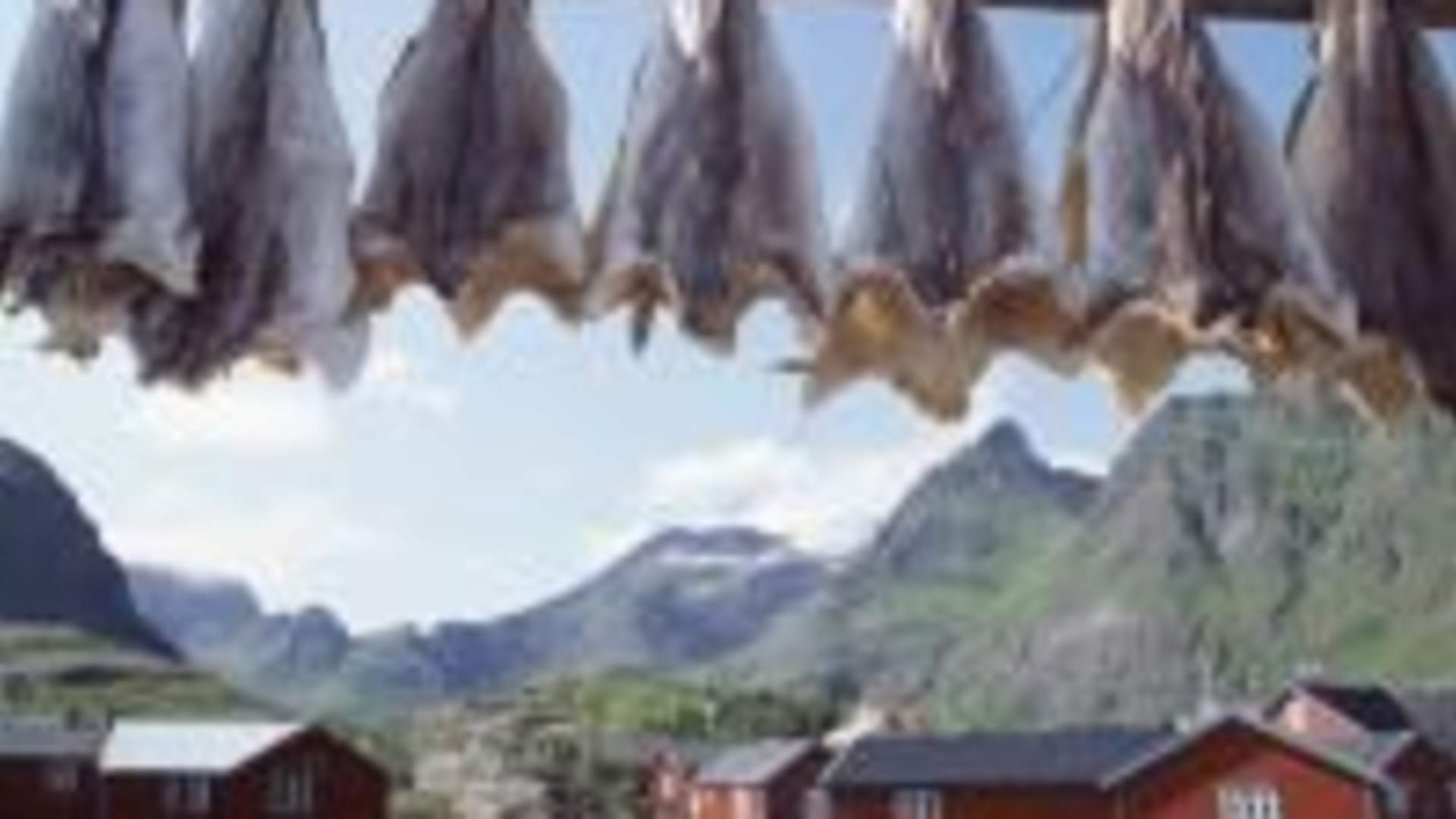 Lofotekspressen Å - Narvik