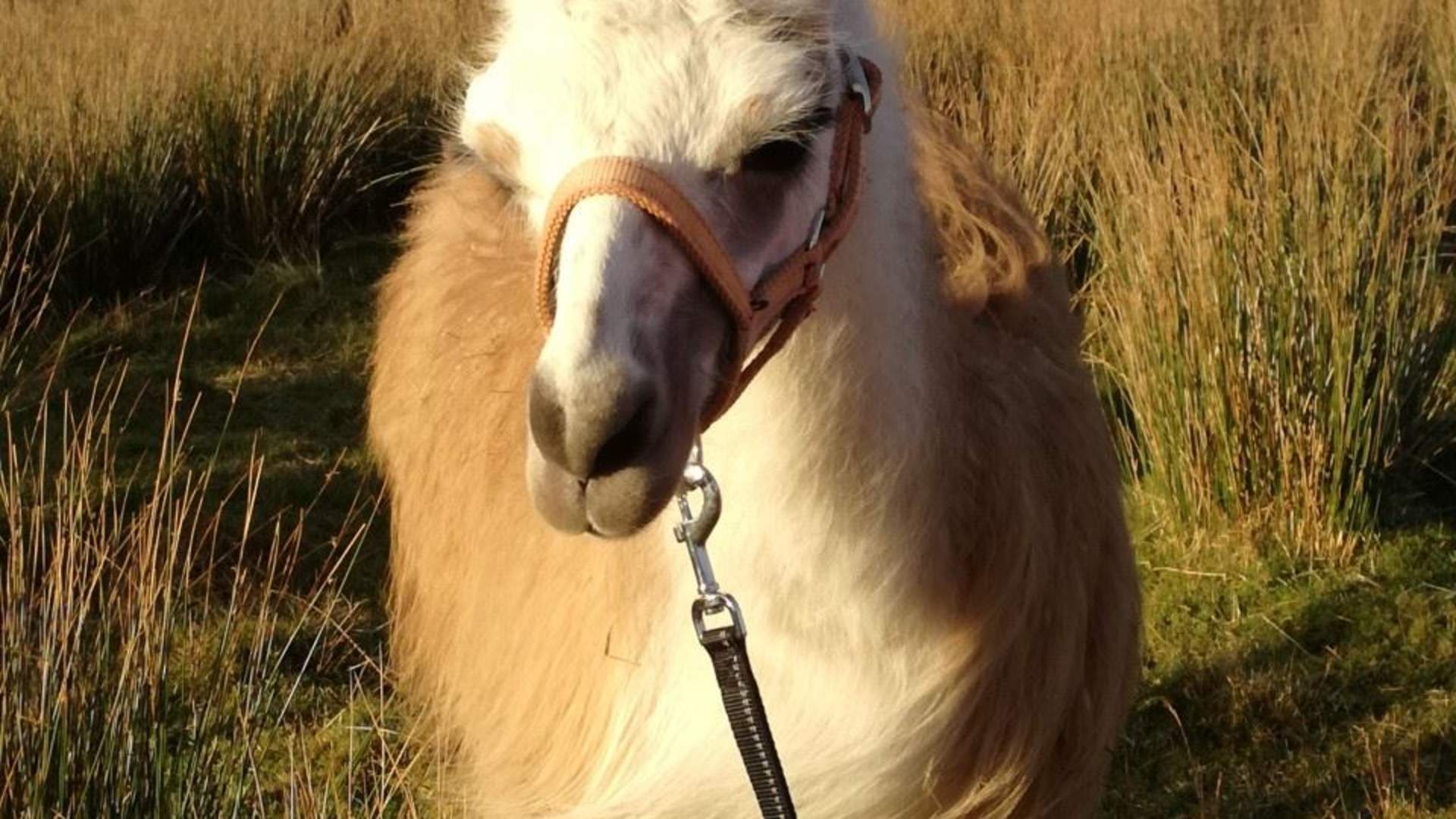 Tur med Lama